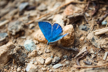 blue butterfly on the ground