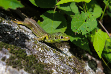 green amphibian lizard on a rock in the sun with leaves