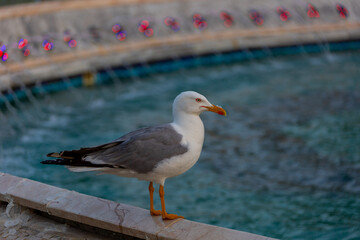 A white-gray gull stands on a stone parapet