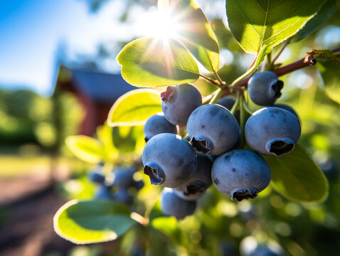 Close-up picture of blueberries in the field. It is ready to be harvested and marketed.