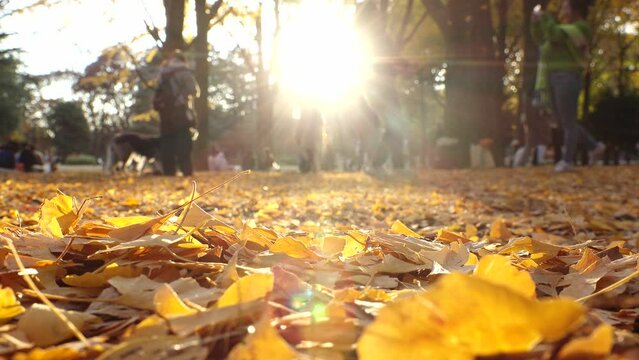 TOKYO, JAPAN - NOV 2023 : View of orange and yellow Autumn leaves and trees at Yoyogi park in sunset. Japanese fall, foliage and nature concept video.