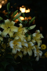 Yellow liliums flowers, blooming true lilies.