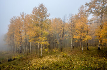 Fototapeta premium Colorado Fall Colors