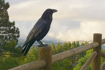 Gran Canaria: Foreground of a black raven perched on a wood fence
