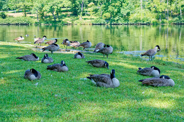 Canadian geese resting at the lake