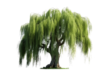 Willow Tree