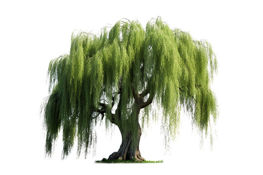 Willow Tree