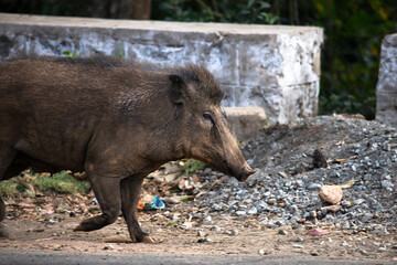 Wild boar walking on a street side