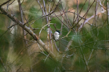 marsh tit in the forest