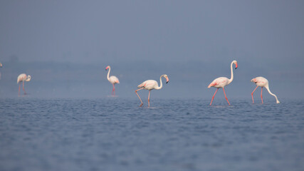 Greater Flamingos or flamingoes on the lake searching for food