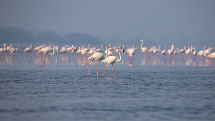 Greater Flamingos or flamingoes on the lake searching for food