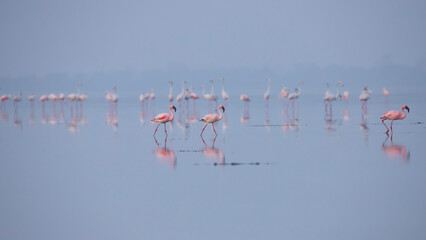 Lesser Flamingos or flamingoes on the lake searching for food