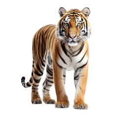 a tiger standing isolated on white background or transparent background