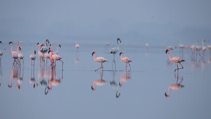 Flamingos or flamingoes on the lake searching for food
