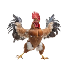 Fototapeten a brown rooster chicken with spreading black wings isolated on a transparent PNG or white background. bodybuilding cock. © Lahiru