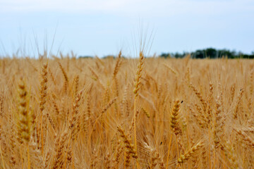 wheat field in cloudy day close up 
