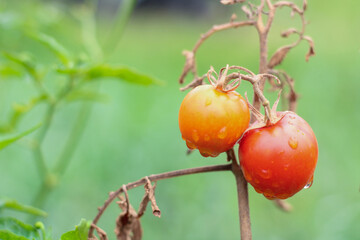 red tomatoes on a branch