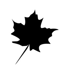 collection of leaves