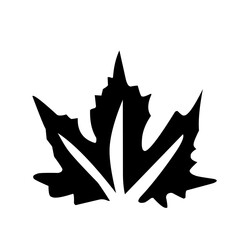 collection of leaves