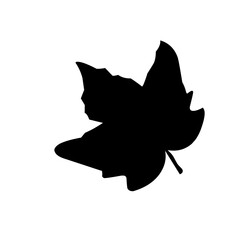 collection of leaves