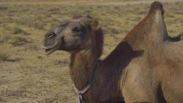 Domestic camels in the desert of Kazakhstan
