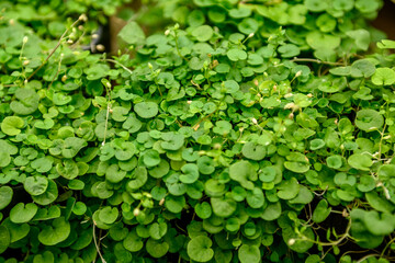 Dichondra green. Creeping grass outdoors. View from above.
