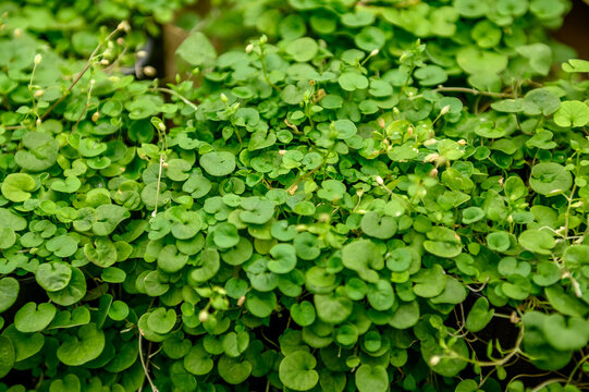 Dichondra green. Creeping grass outdoors. View from above.