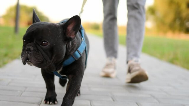 Tired woman with a black French bulldog on a leash walks slowly on a summer day at sunset, for a walk.s.