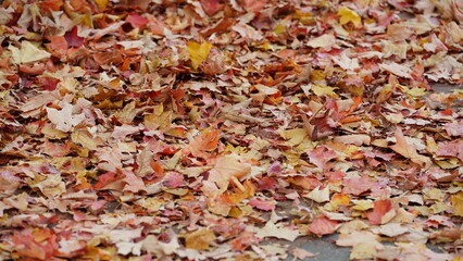 The beautiful autumn view with the colorful dropped leaves on the ground