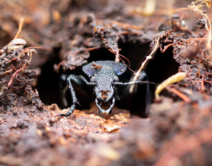 Violet ground beetle on the ground