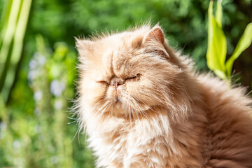 Naklejka na ściany i meble A persian cat taking a sunbath in the garden.