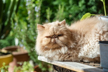 Naklejka na ściany i meble A persian cat taking a sunbath in the garden.