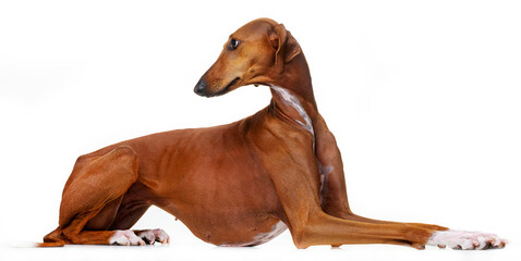 Azawakh, red dog, African greyhound, lies on a white background, isolate