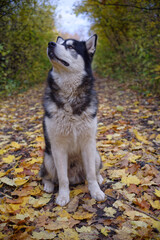 Alaska malamute in autumn forest