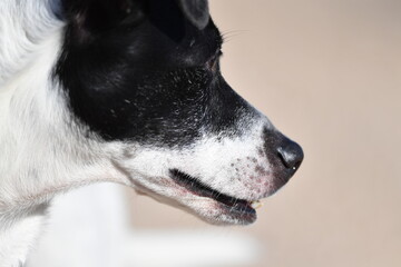 Portrait of a special dog for rat hunting in Spain. Big, white teeth of a Russel terrier. An attentive dog.