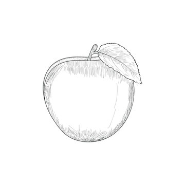 illustration of apple