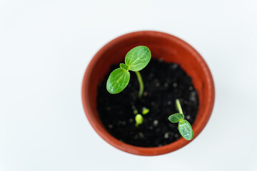 This is a photo of a small plant in a terracotta pot with two leaves on a white background.