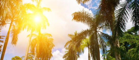 Coconut palm leaf , blue sky and bright sun. Wide photo.