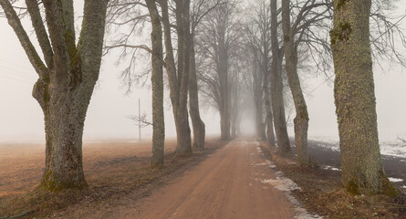 Oak Tree Avenue Road at Misty Morning