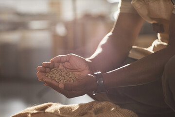 Close up of unrecognizable Black man holding green coffee beans in hands at sunlit coffee roastery,...