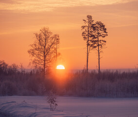 Forest at Cold Winter Sunrise