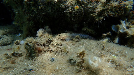 Bucchich's goby (Gobius bucchichi) undersea, Aegean Sea, Greece, Halkidiki
