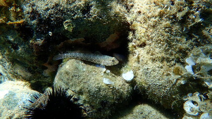 Bucchich's goby (Gobius bucchichi) undersea, Aegean Sea, Greece, Halkidiki