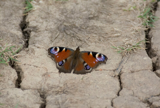 Butterfly on the ground