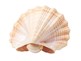 Seashell, isolated on a transparent or white background