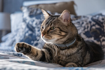 A house cat, tabby and sleepy lying on the bed.