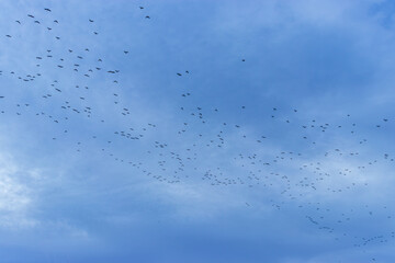 Flock of flying birds in the blue sky