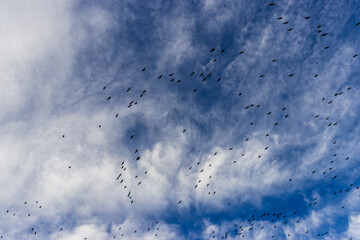 Silhouettes of flying birds in blue sky with white clouds