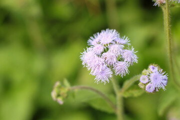 pink and white flower