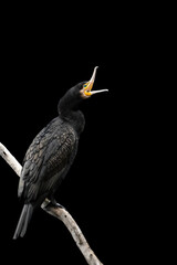 A yawning cormorant on a black background